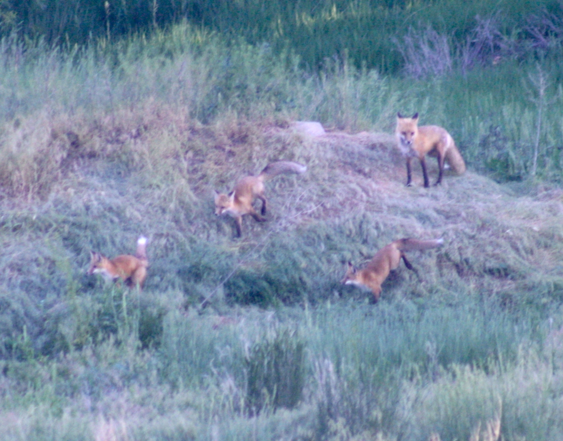 8Foxes2